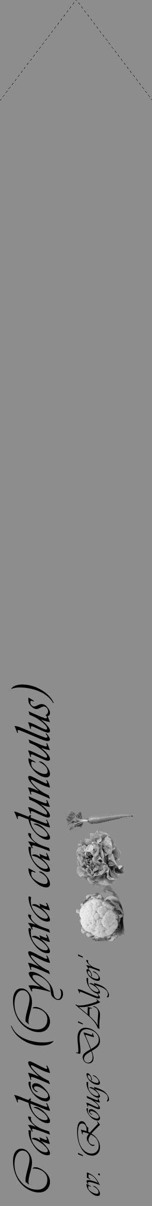 Étiquette de : Cynara cardunculus cv. 'Rouge D'Alger' - format c - style noire2_simple_simpleviv avec comestibilité simplifiée - position verticale