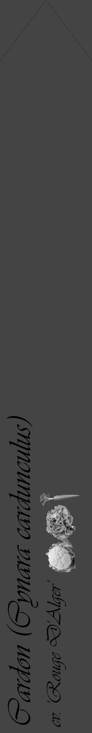 Étiquette de : Cynara cardunculus cv. 'Rouge D'Alger' - format c - style noire48_simple_simpleviv avec comestibilité simplifiée - position verticale