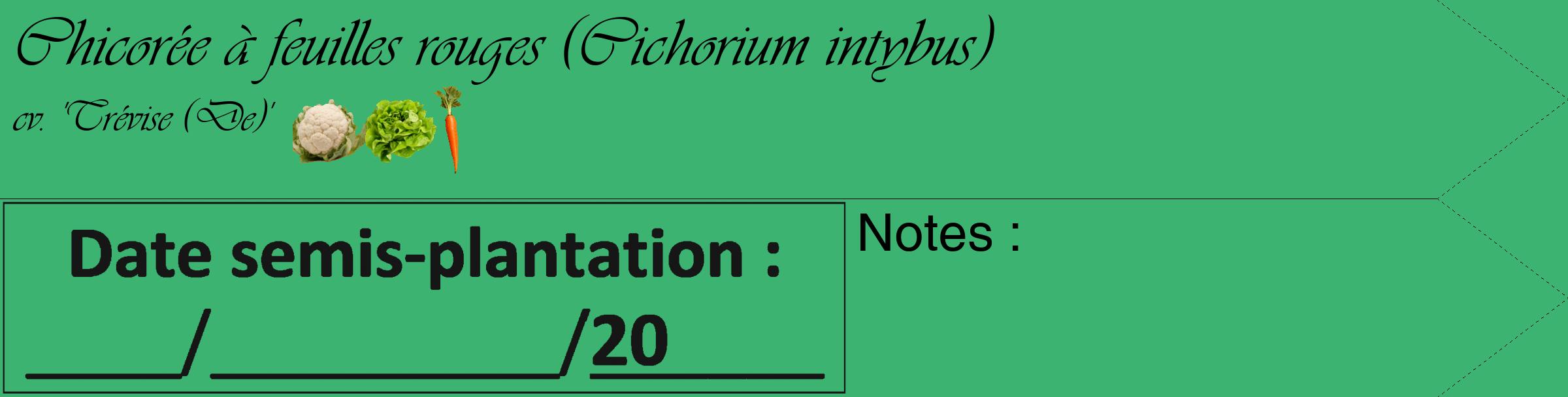 Étiquette de : Cichorium intybus cv. 'Trévise (De)' - format c - style noire12_simple_simpleviv avec comestibilité simplifiée