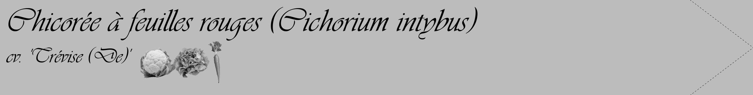 Étiquette de : Cichorium intybus cv. 'Trévise (De)' - format c - style noire1_simple_simpleviv avec comestibilité simplifiée
