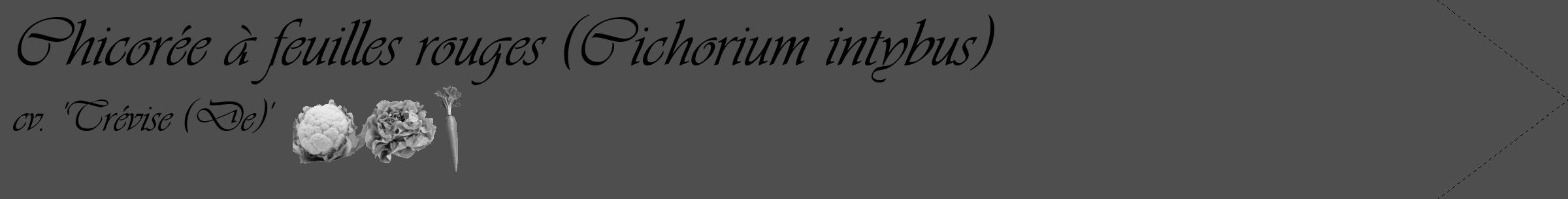 Étiquette de : Cichorium intybus cv. 'Trévise (De)' - format c - style noire33_simple_simpleviv avec comestibilité simplifiée