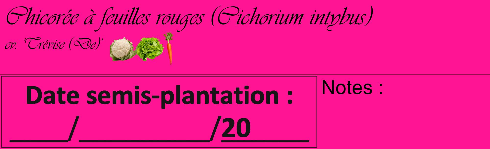 Étiquette de : Cichorium intybus cv. 'Trévise (De)' - format c - style noire43_basique_basiqueviv avec comestibilité simplifiée