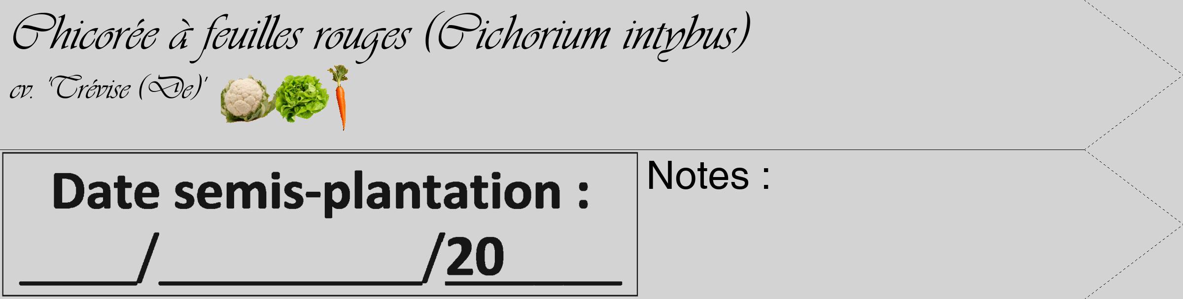 Étiquette de : Cichorium intybus cv. 'Trévise (De)' - format c - style noire56_simple_simpleviv avec comestibilité simplifiée