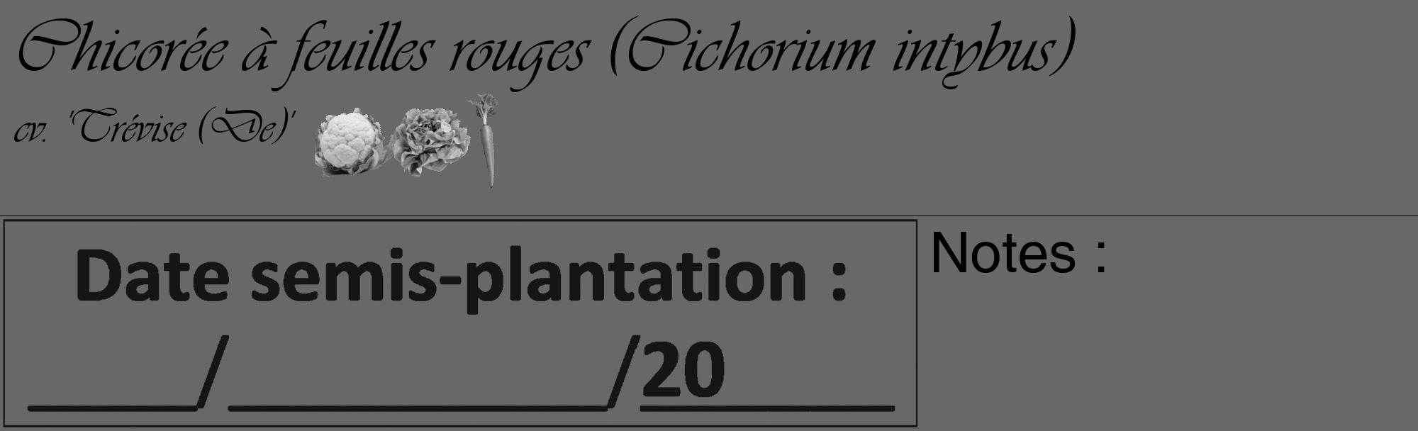 Étiquette de : Cichorium intybus cv. 'Trévise (De)' - format c - style noire6basique_basique_basiqueviv avec comestibilité simplifiée