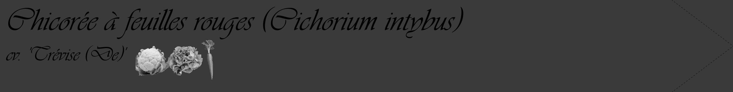Étiquette de : Cichorium intybus cv. 'Trévise (De)' - format c - style noire8_simple_simpleviv avec comestibilité simplifiée