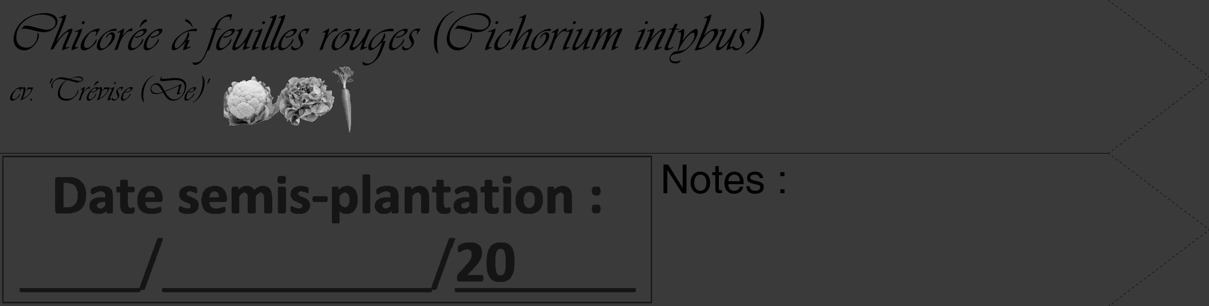 Étiquette de : Cichorium intybus cv. 'Trévise (De)' - format c - style noire8_simple_simpleviv avec comestibilité simplifiée