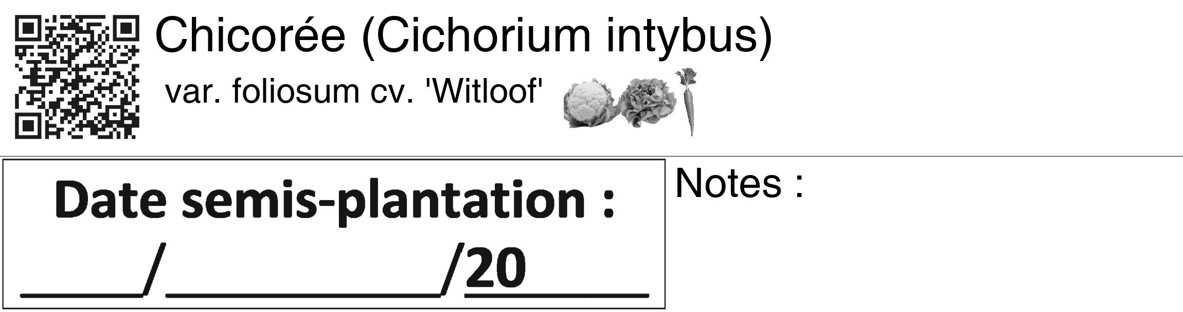 Étiquette de : Cichorium intybus var. foliosum cv. 'Witloof' - format c - style noire60_basiquegrrvhel avec qrcode et comestibilité simplifiée