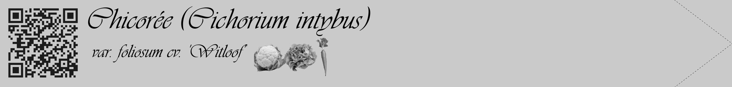 Étiquette de : Cichorium intybus var. foliosum cv. 'Witloof' - format c - style noire21simple_basique_basiqueviv avec qrcode et comestibilité simplifiée