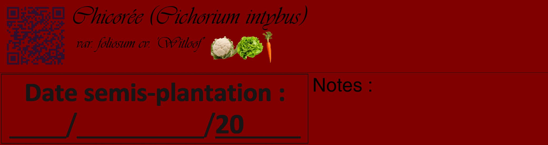 Étiquette de : Cichorium intybus var. foliosum cv. 'Witloof' - format c - style noire29_basique_basiqueviv avec qrcode et comestibilité simplifiée