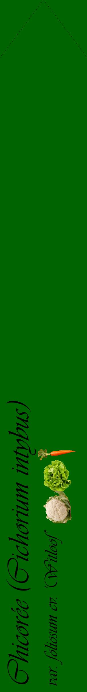 Étiquette de : Cichorium intybus var. foliosum cv. 'Witloof' - format c - style noire8_simpleviv avec comestibilité simplifiée