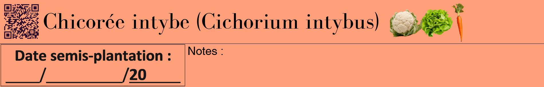 Étiquette de : Cichorium intybus - format a - style noire39basiquebod avec qrcode et comestibilité simplifiée