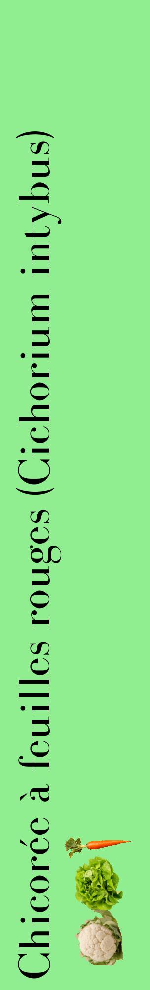 Étiquette de : Cichorium intybus - format c - style noire15_basiquebod avec comestibilité simplifiée