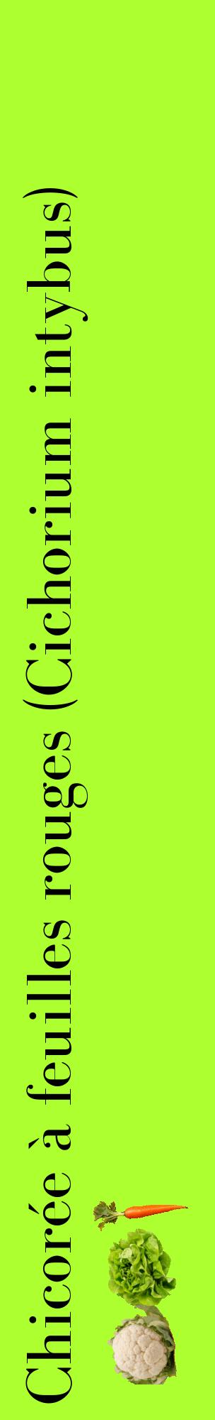 Étiquette de : Cichorium intybus - format c - style noire17_basiquebod avec comestibilité simplifiée