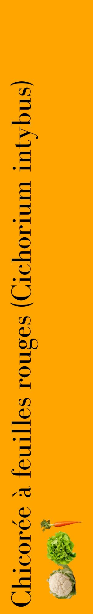 Étiquette de : Cichorium intybus - format c - style noire22_basiquebod avec comestibilité simplifiée