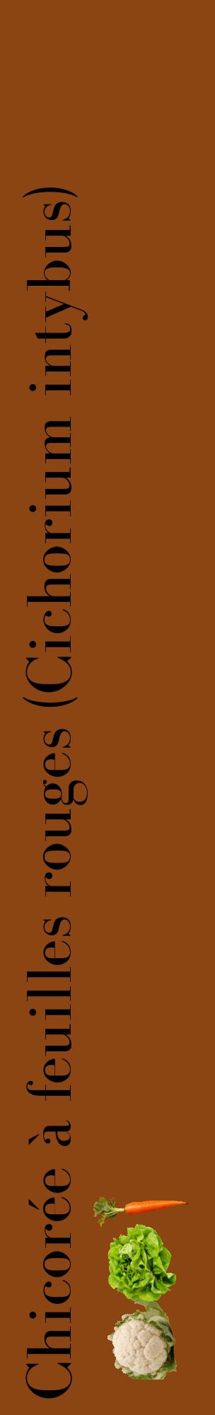 Étiquette de : Cichorium intybus - format c - style noire30_basiquebod avec comestibilité simplifiée