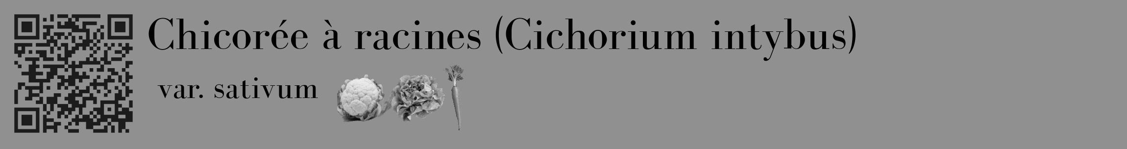 Étiquette de : Cichorium intybus var. sativum - format c - style noire4_basique_basiquebod avec qrcode et comestibilité simplifiée