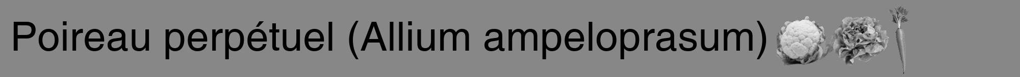 Étiquette de : Allium ampeloprasum - format a - style noire12hel avec comestibilité simplifiée