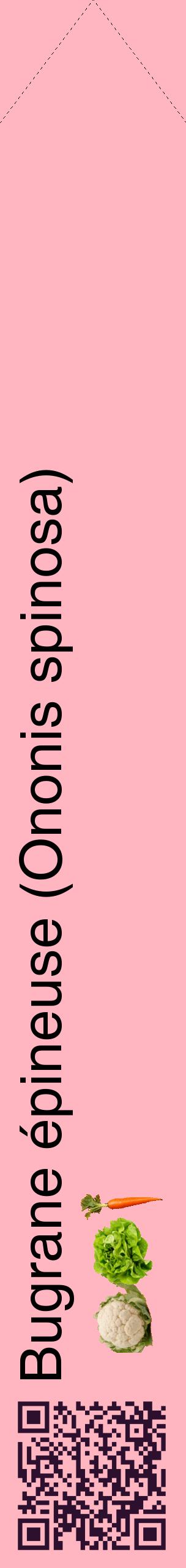 Étiquette de : Ononis spinosa - format c - style noire41_simplehel avec qrcode et comestibilité simplifiée