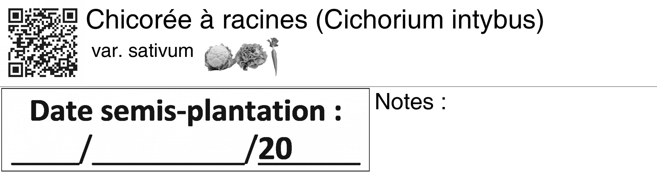 Étiquette de : Cichorium intybus var. sativum - format c - style noire60_basiquegrrvhel avec qrcode et comestibilité simplifiée