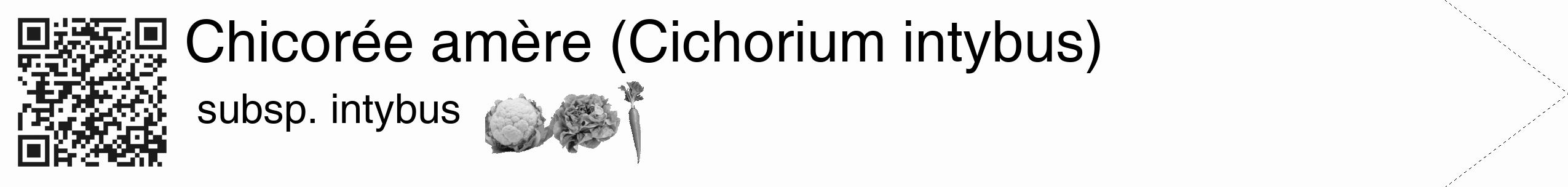 Étiquette de : Cichorium intybus subsp. intybus - format c - style noire19_simple_simplehel avec qrcode et comestibilité simplifiée
