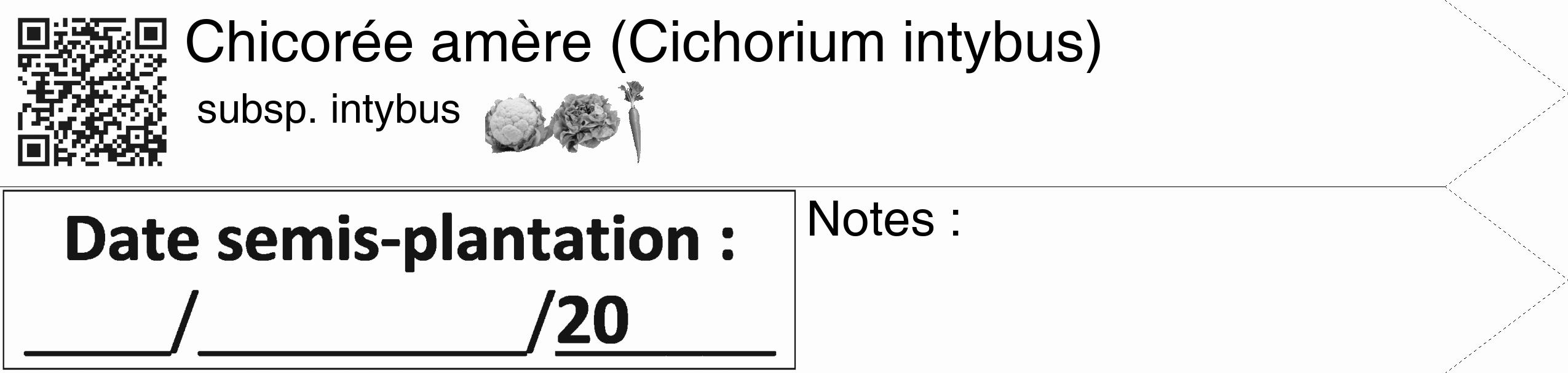 Étiquette de : Cichorium intybus subsp. intybus - format c - style noire19_simple_simplehel avec qrcode et comestibilité simplifiée