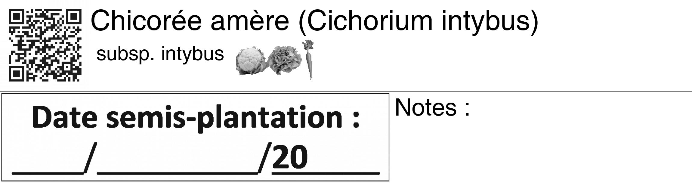 Étiquette de : Cichorium intybus subsp. intybus - format c - style noire60_basiquegrrvhel avec qrcode et comestibilité simplifiée
