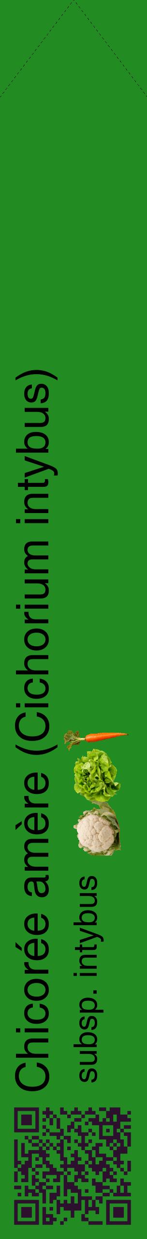 Étiquette de : Cichorium intybus subsp. intybus - format c - style noire10_simplehel avec qrcode et comestibilité simplifiée