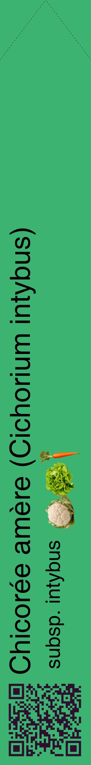 Étiquette de : Cichorium intybus subsp. intybus - format c - style noire12_simplehel avec qrcode et comestibilité simplifiée