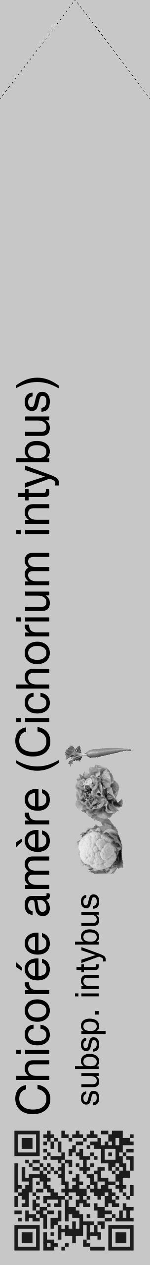 Étiquette de : Cichorium intybus subsp. intybus - format c - style noire15_simple_simplehel avec qrcode et comestibilité simplifiée - position verticale