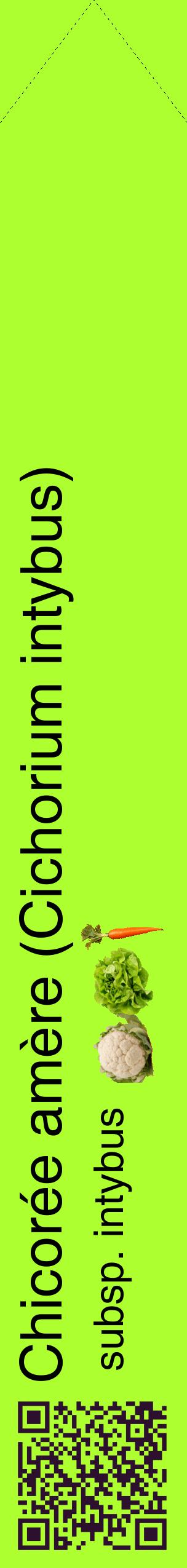 Étiquette de : Cichorium intybus subsp. intybus - format c - style noire17_simplehel avec qrcode et comestibilité simplifiée
