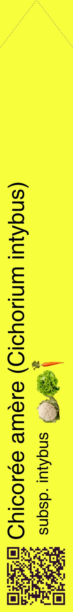 Étiquette de : Cichorium intybus subsp. intybus - format c - style noire18_simplehel avec qrcode et comestibilité simplifiée