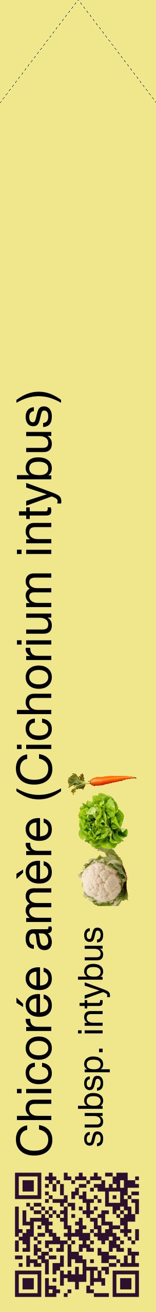 Étiquette de : Cichorium intybus subsp. intybus - format c - style noire20_simplehel avec qrcode et comestibilité simplifiée