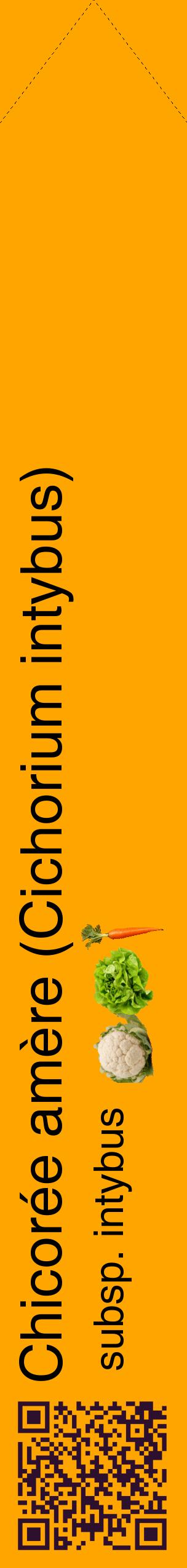 Étiquette de : Cichorium intybus subsp. intybus - format c - style noire22_simplehel avec qrcode et comestibilité simplifiée