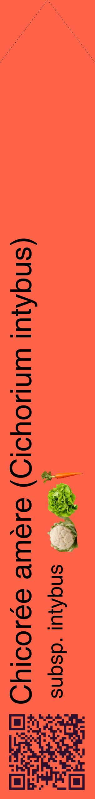 Étiquette de : Cichorium intybus subsp. intybus - format c - style noire25_simplehel avec qrcode et comestibilité simplifiée