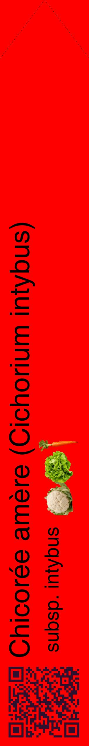Étiquette de : Cichorium intybus subsp. intybus - format c - style noire27_simplehel avec qrcode et comestibilité simplifiée
