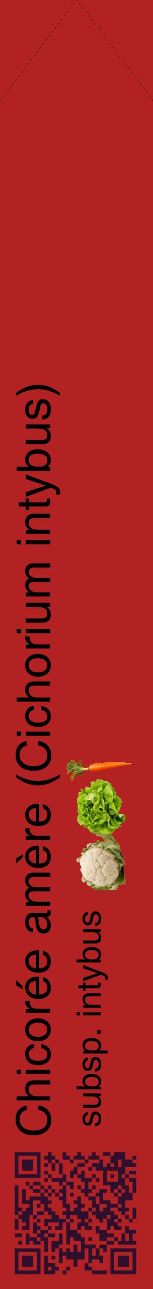 Étiquette de : Cichorium intybus subsp. intybus - format c - style noire28_simplehel avec qrcode et comestibilité simplifiée