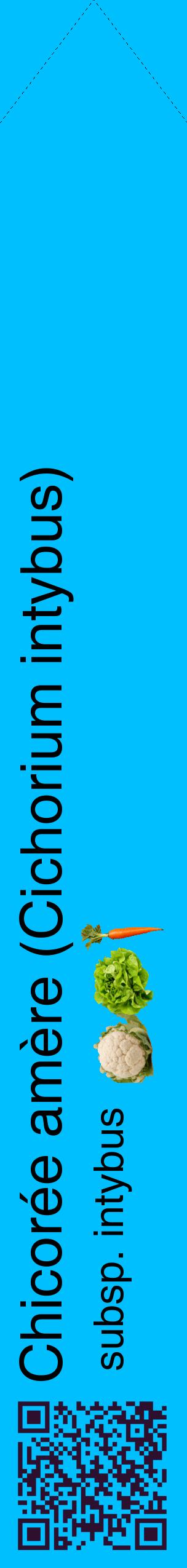Étiquette de : Cichorium intybus subsp. intybus - format c - style noire2_simplehel avec qrcode et comestibilité simplifiée