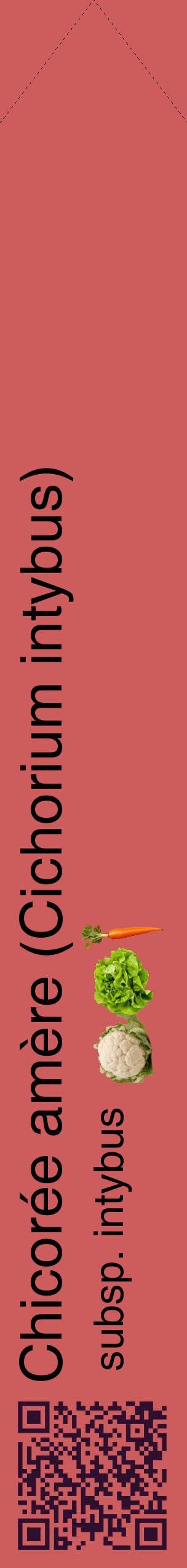 Étiquette de : Cichorium intybus subsp. intybus - format c - style noire35_simplehel avec qrcode et comestibilité simplifiée