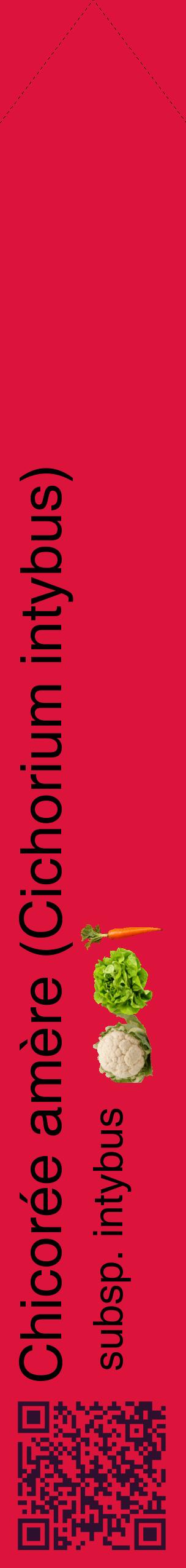 Étiquette de : Cichorium intybus subsp. intybus - format c - style noire36_simplehel avec qrcode et comestibilité simplifiée