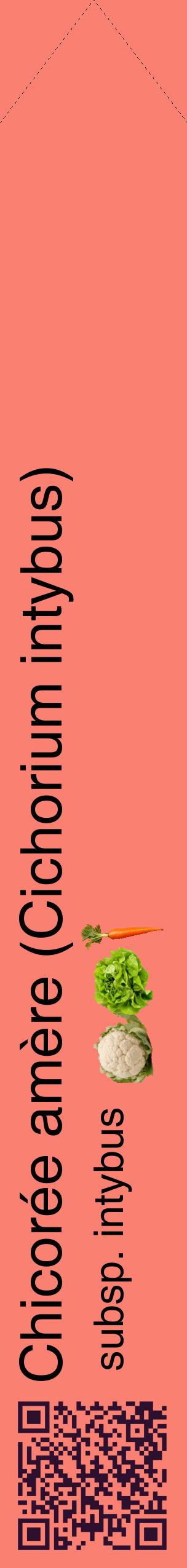 Étiquette de : Cichorium intybus subsp. intybus - format c - style noire38_simplehel avec qrcode et comestibilité simplifiée
