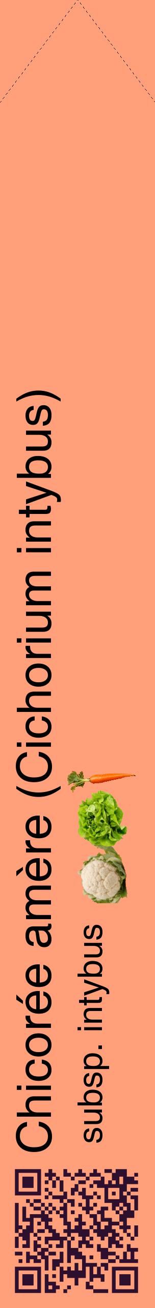Étiquette de : Cichorium intybus subsp. intybus - format c - style noire39_simplehel avec qrcode et comestibilité simplifiée