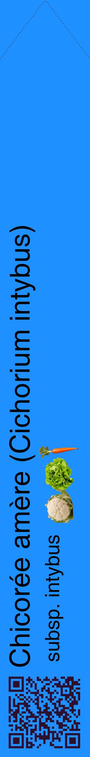 Étiquette de : Cichorium intybus subsp. intybus - format c - style noire3_simplehel avec qrcode et comestibilité simplifiée