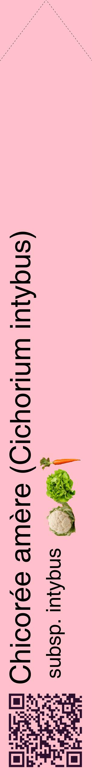 Étiquette de : Cichorium intybus subsp. intybus - format c - style noire40_simplehel avec qrcode et comestibilité simplifiée