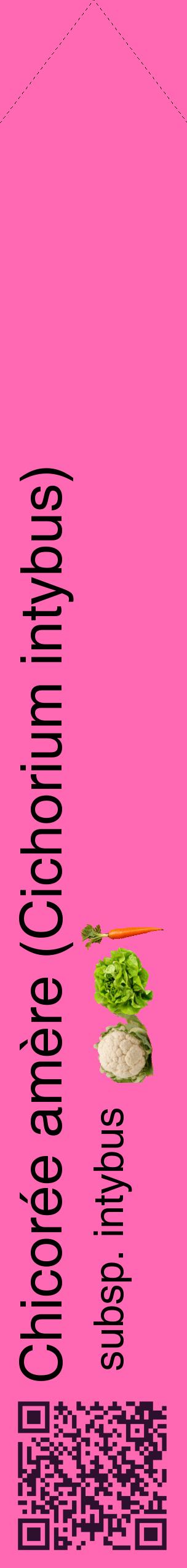 Étiquette de : Cichorium intybus subsp. intybus - format c - style noire42_simplehel avec qrcode et comestibilité simplifiée