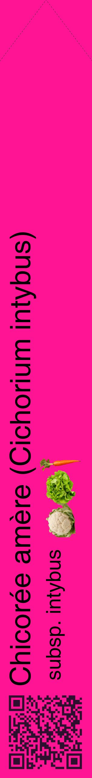 Étiquette de : Cichorium intybus subsp. intybus - format c - style noire43_simplehel avec qrcode et comestibilité simplifiée