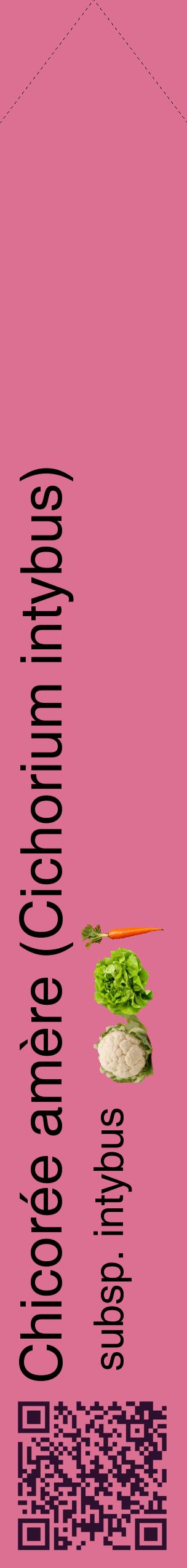 Étiquette de : Cichorium intybus subsp. intybus - format c - style noire44_simplehel avec qrcode et comestibilité simplifiée