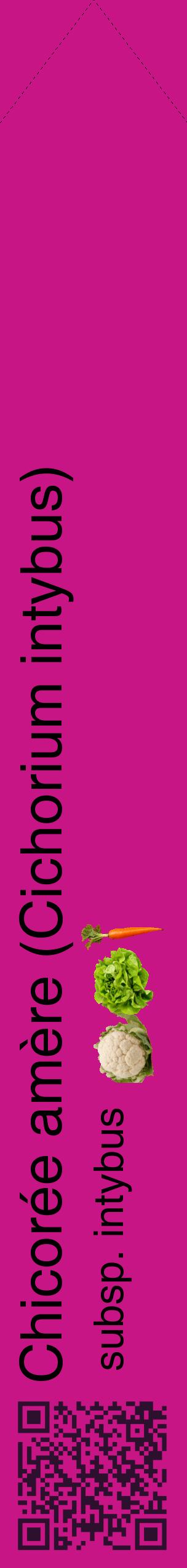 Étiquette de : Cichorium intybus subsp. intybus - format c - style noire45_simplehel avec qrcode et comestibilité simplifiée
