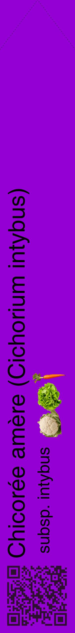 Étiquette de : Cichorium intybus subsp. intybus - format c - style noire48_simplehel avec qrcode et comestibilité simplifiée
