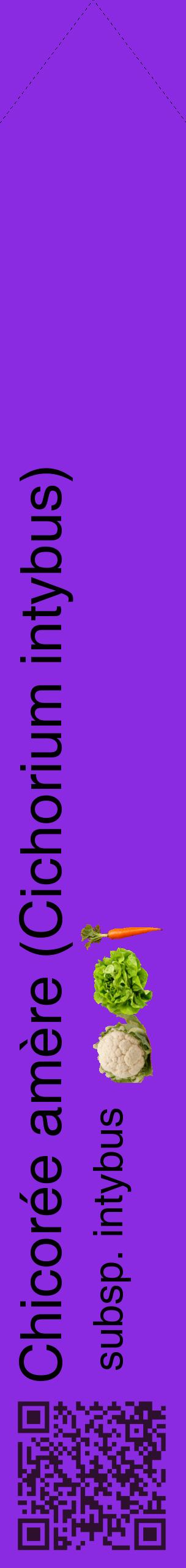 Étiquette de : Cichorium intybus subsp. intybus - format c - style noire49_simplehel avec qrcode et comestibilité simplifiée