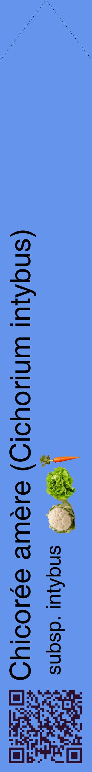 Étiquette de : Cichorium intybus subsp. intybus - format c - style noire4_simplehel avec qrcode et comestibilité simplifiée